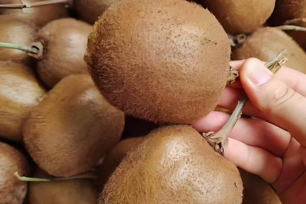 猕猴桃烂了有什么变化，外表颜色会逐渐变成黑色