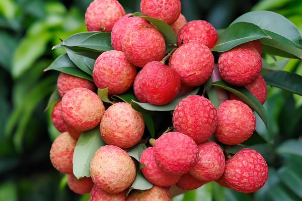 广东珠海的特产,有珠海膏蟹、金湾紫菜等