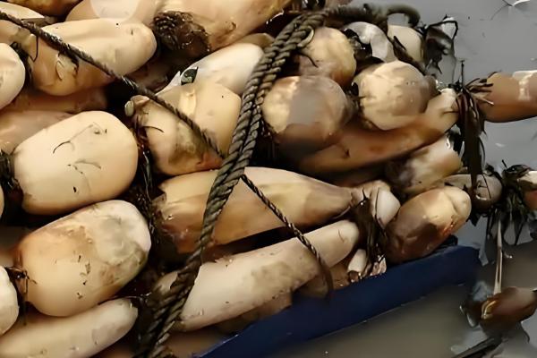 广东珠海的特产,有珠海膏蟹、金湾紫菜等