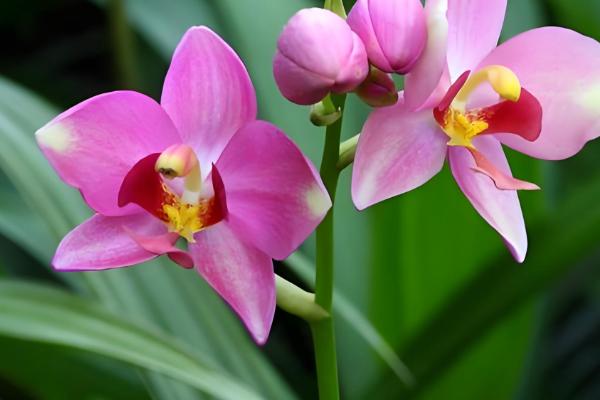 哪些植物的叶子比较长，常见兰花、龟背竹等品种