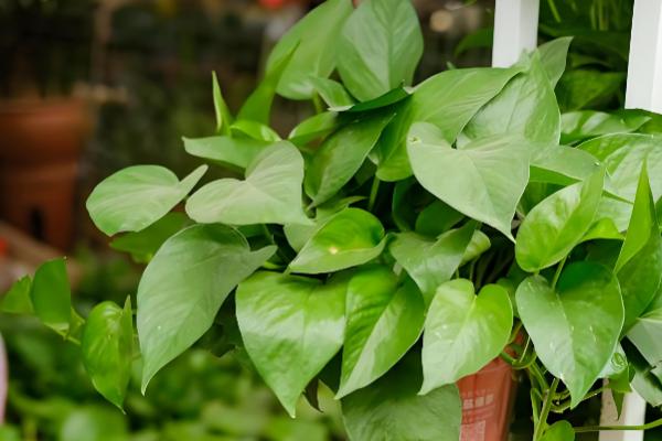 哪些植物的叶子比较长，常见兰花、龟背竹等品种