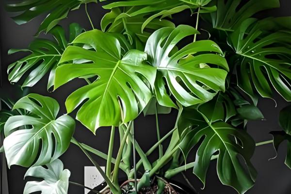 哪些植物的叶子比较长，常见兰花、龟背竹等品种