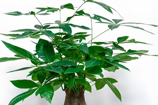 哪些植物的叶子比较长，常见兰花、龟背竹等品种