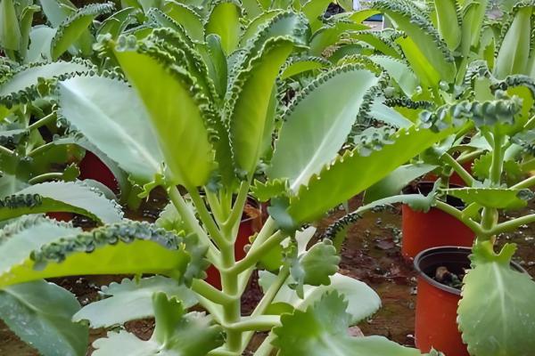 哪些植物的叶子比较长，常见兰花、龟背竹等品种