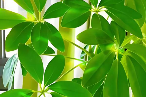 哪些植物的叶子比较长，常见兰花、龟背竹等品种