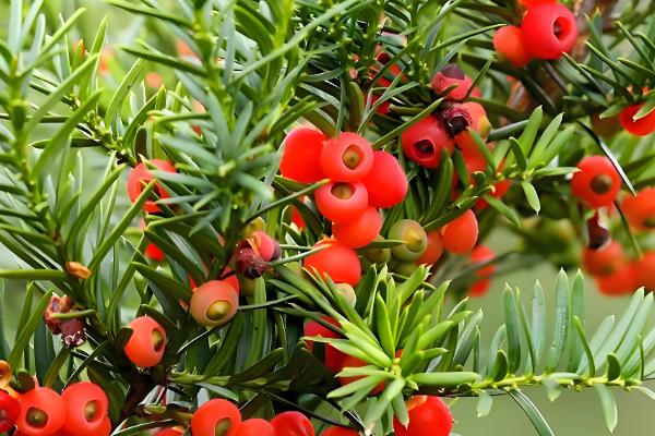 哪些植物的叶子比较长，常见兰花、龟背竹等品种