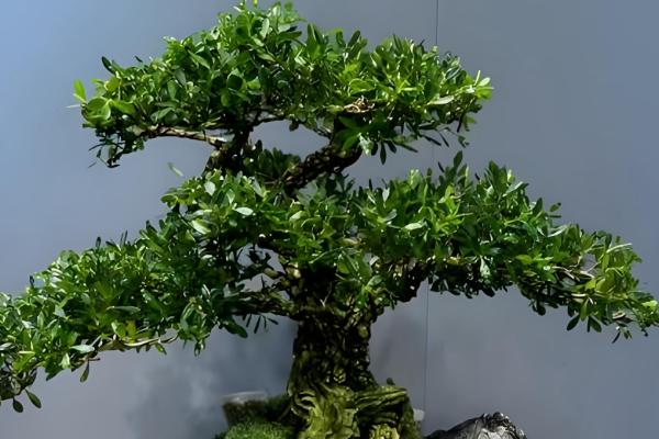 哪些植物的叶子比较长，常见兰花、龟背竹等品种