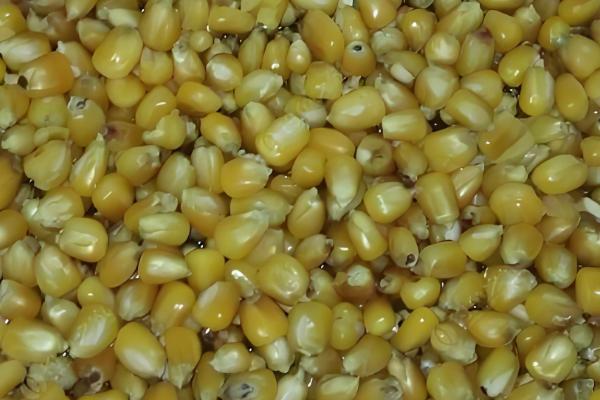 玉米打窝钓什么鱼，包括鲤鱼、青鱼、鲫鱼等