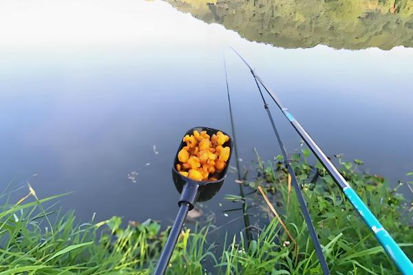 玉米打窝钓什么鱼，包括鲤鱼、青鱼、鲫鱼等
