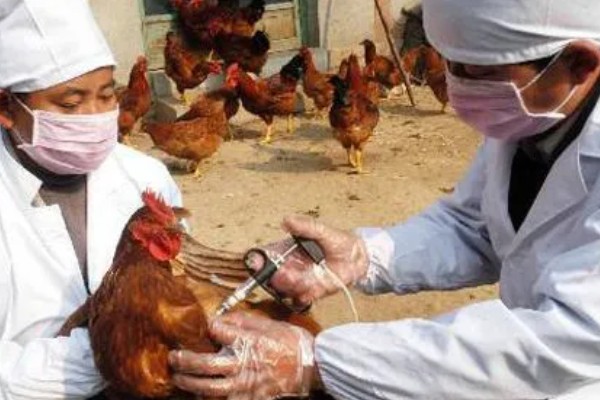 鸡的药物残留期是多长时间,不同药物的残留时间不同