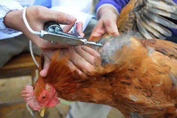 鸡的药物残留期是多长时间,不同药物的残留时间不同