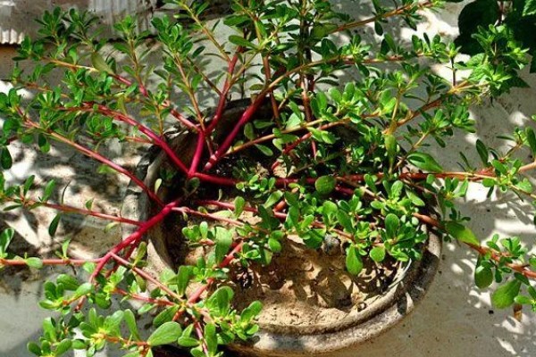 马齿苋树多久浇水一次，一般间隔5-7天浇一次水