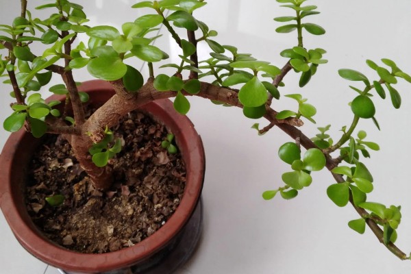 马齿苋树多久浇水一次，一般间隔5-7天浇一次水