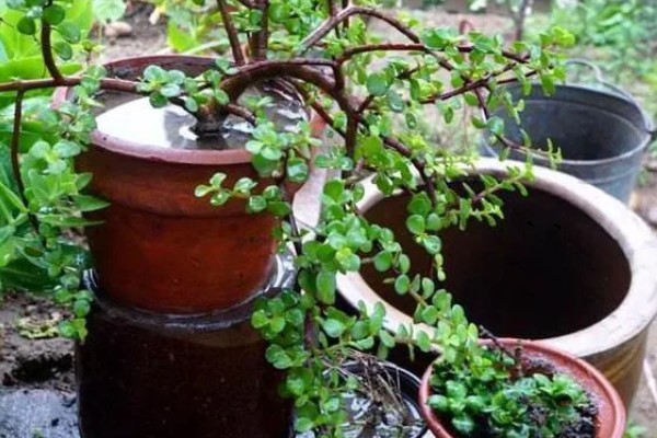 马齿苋树多久浇水一次，一般间隔5-7天浇一次水