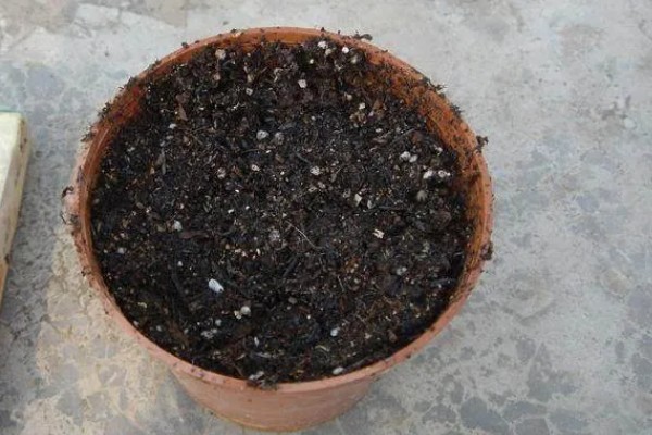 马齿苋树多久浇水一次，一般间隔5-7天浇一次水