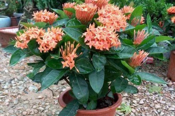 养殖仙丹花的方法，每天至少提供8小时的光照