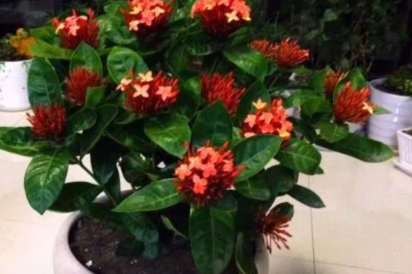 养殖仙丹花的方法，每天至少提供8小时的光照