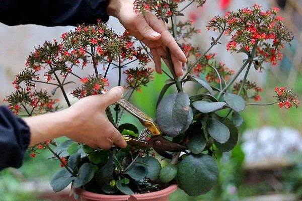 养殖仙丹花的方法，每天至少提供8小时的光照