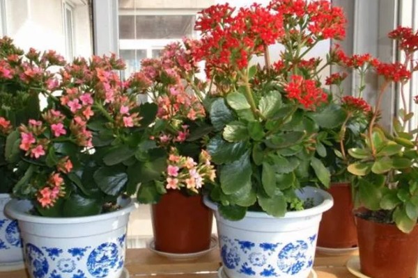 养殖仙丹花的方法，每天至少提供8小时的光照