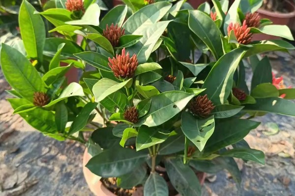 养殖仙丹花的方法，每天至少提供8小时的光照