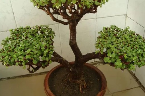 马齿苋树多久浇水一次，一般间隔5-7天浇一次水