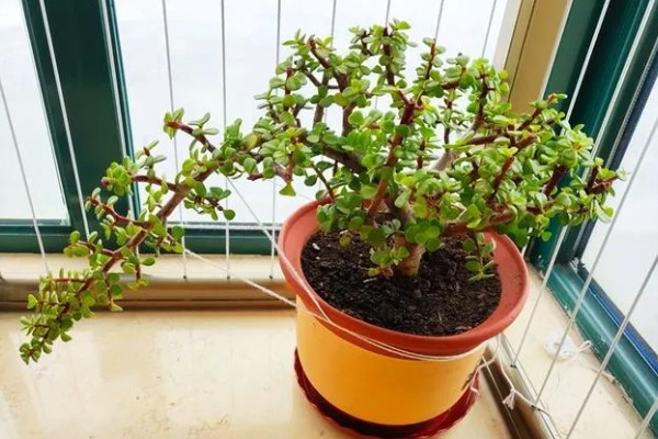 马齿苋树多久浇水一次，一般间隔5-7天浇一次水