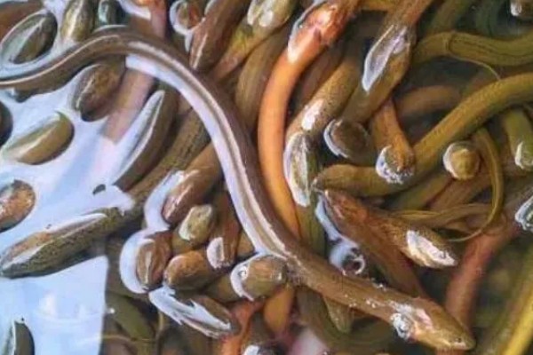 鳝鱼吃什么,以水生昆虫、甲壳类等为食