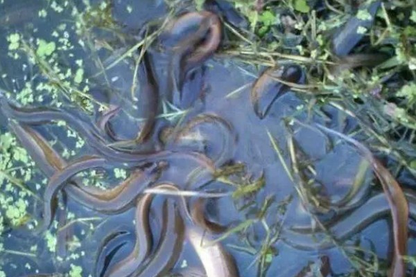 鳝鱼吃什么,以水生昆虫、甲壳类等为食