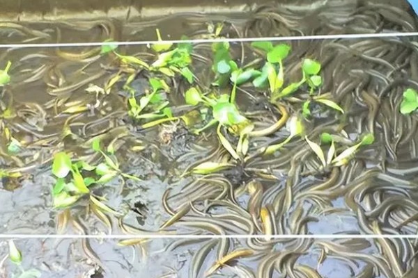 鳝鱼吃什么,以水生昆虫、甲壳类等为食