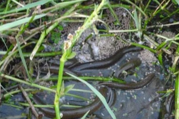 鳝鱼吃什么,以水生昆虫、甲壳类等为食
