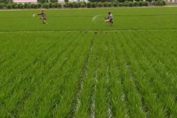 怎样改良酸性土壤，施加的基肥以农家肥为主