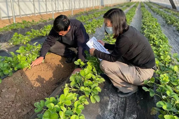 怎样改良酸性土壤，施加的基肥以农家肥为主