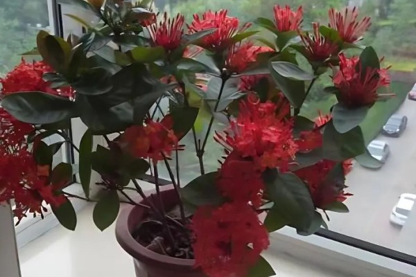 养殖仙丹花的方法，每天至少提供8小时的光照