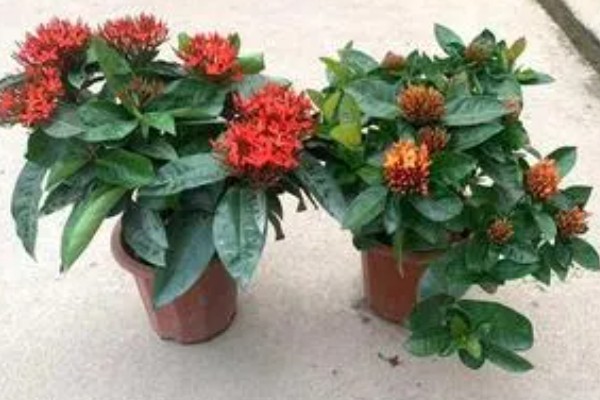 养殖仙丹花的方法，每天至少提供8小时的光照