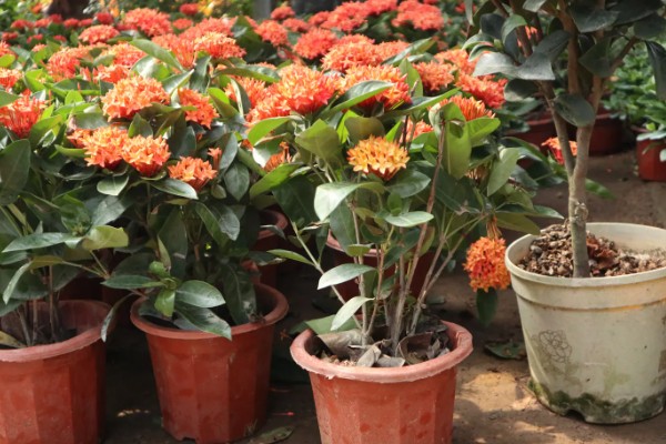 养殖仙丹花的方法，每天至少提供8小时的光照