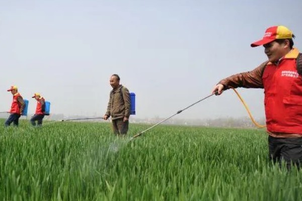 小麦叶枯病有什么类型,分为根腐叶枯病、链格孢叶枯病等种类