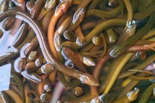 鳝鱼的养殖成本，共约为1080-1180元