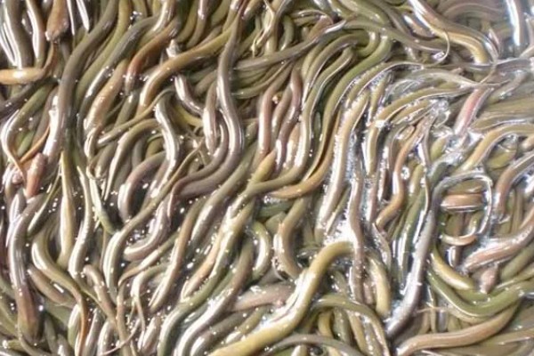 鳝鱼的养殖成本，共约为1080-1180元