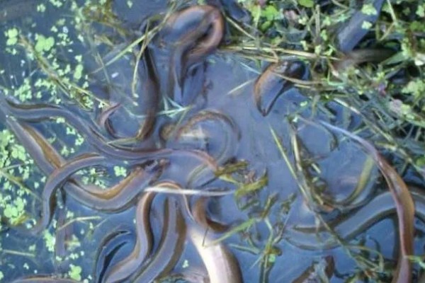 鳝鱼的养殖成本，共约为1080-1180元