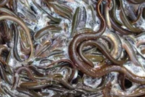 鳝鱼的养殖成本，共约为1080-1180元