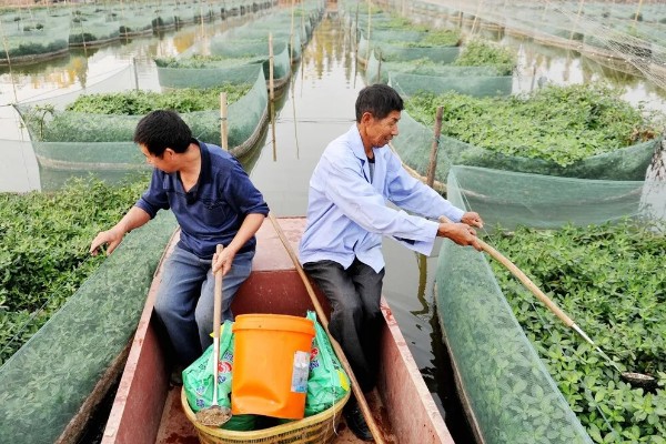 鳝鱼的养殖成本，共约为1080-1180元