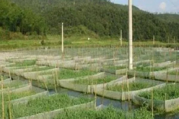 鳝鱼的养殖成本，共约为1080-1180元