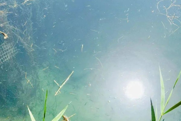 鳝鱼的养殖成本，共约为1080-1180元