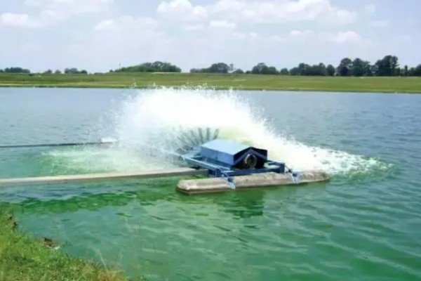 鳝鱼的养殖成本，共约为1080-1180元