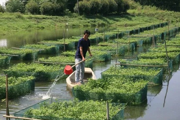 鳝鱼的养殖成本，共约为1080-1180元