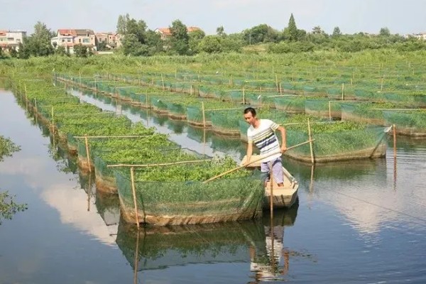 鳝鱼的养殖成本，共约为1080-1180元