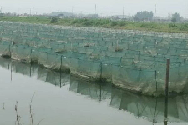 鳝鱼的养殖成本，共约为1080-1180元