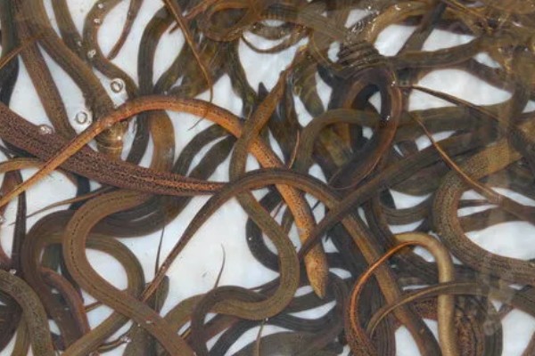 鳝鱼的养殖成本，共约为1080-1180元