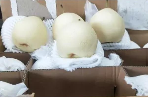 鸭梨的贮藏方法，把仓库温度保持在11-15℃