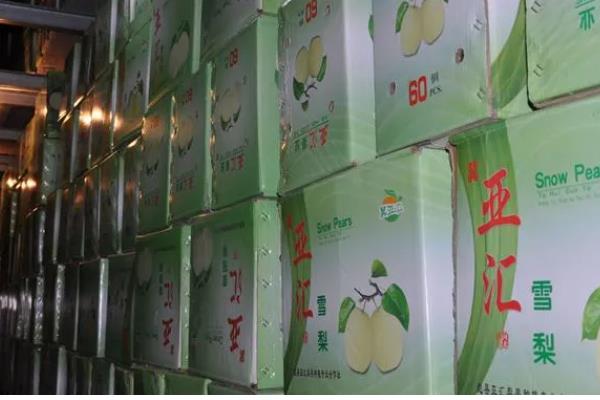 鸭梨的贮藏方法，把仓库温度保持在11-15℃